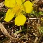 Potentilla pusilla Bloem