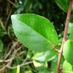 Flacourtia indica Leaf