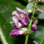 Lonchocarpus oliganthus Flower
