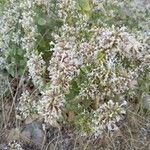 Origanum onites Flower