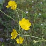 Ranunculus bulbosusFiore