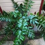 Cyrtomium falcatum 形態