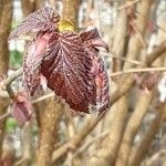 Corylus maxima Blad