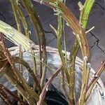 Salix udensis Kabuk