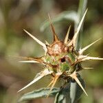 Centaurea sicula ফুল