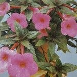 Achimenes grandiflora Цвят