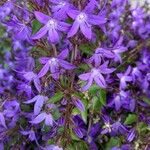 Campanula poscharskyanaBlomst