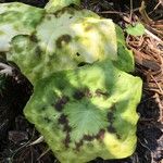 Podophyllum cv. 'Kaleidoscope' Folha