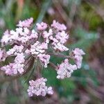 Seseli annuum Blüte