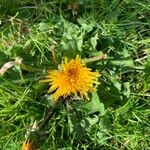 Taraxacum cucullatiforme 花