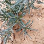 Euphorbia retusa Fleur