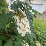 Hydrangea quercifolia花