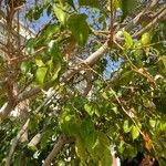 Poecilanthe parviflora Hoja