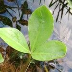 Menyanthes trifoliata Lehti