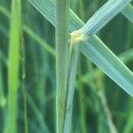 Elymus pungens Azala