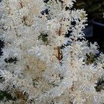Astilbe japonica Blomma