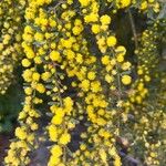 Acacia acinacea Flower