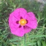 Cistus × purpureus Bloem