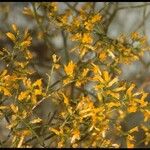 Gutierrezia microcephala Flor