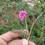 Hedysarum glomeratum Leaf