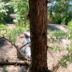 Larix occidentalis Kůra