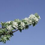 Pyrus amygdaliformis Flower