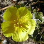 Tribulus cistoides Flor