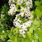 Pyracantha coccineaFlower