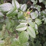 Rosa rubiginosa Leaf