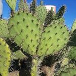 Opuntia oricola Fulla