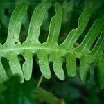 Pteris linearis Leaf