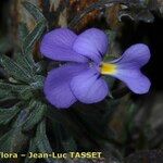 Viola diversifolia Цвят