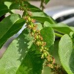 Pterocarya fraxinifolia Flor