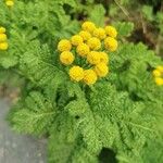 Tanacetum bipinnatum Flor