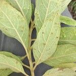 Pluchea carolinensis Leaf