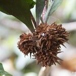 Pittosporum echinatum Fruit