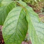 Spathodea campanulata Лист