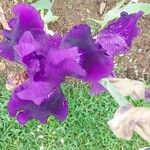 Iris pumila Flower