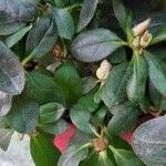 Azalea alabamensis Leaf