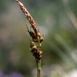 Carex liparocarpos Fruit