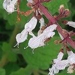 Plectranthus madagascariensis 花