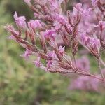 Limonium insigne Flower