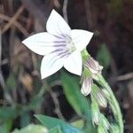 Spigelia humboldtiana Flower