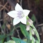 Spigelia humboldtiana