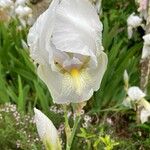 Iris albicansFlower