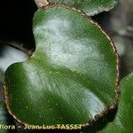 Adiantum reniforme Лист