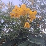 Senna multiglandulosa Žiedas