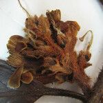 Symplocos guianensis 其他
