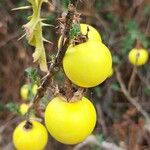 Solanum linnaeanumFruit