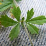 Potentilla erecta Other